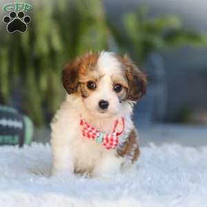 Scout, Cavachon Puppy